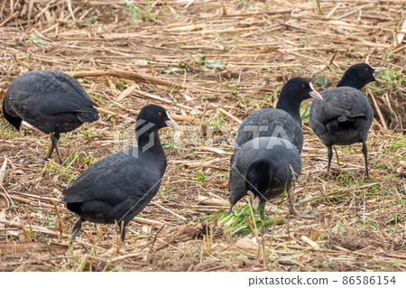 Flock of coots 86586154