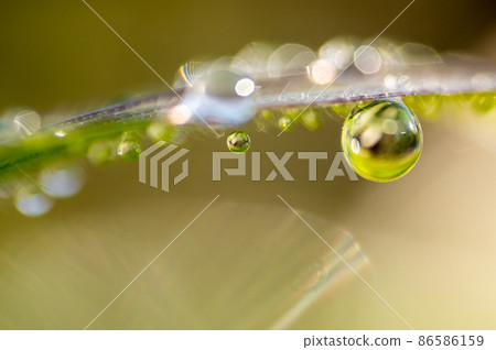 晨露掛在草地上 晨露掛在草地上 86586159