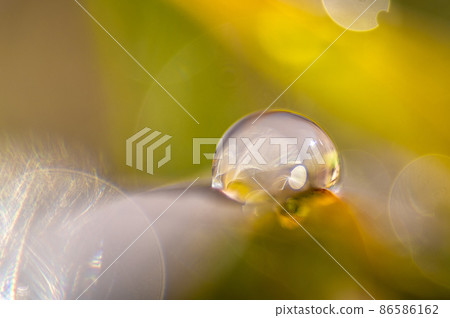 A drop of morning dew on the grass A drop of morning dew on the grass 86586162