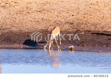 Impalas drinking from a waterhole Impalas drinking from a waterhole 86586618
