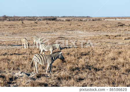 Zebras in Etosha National Park. 86586620