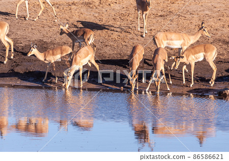 Impalas drinking from a waterhole Impalas drinking from a waterhole 86586621