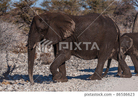 African Elephants Passing by along a road African Elephants Passing by along a road 86586623