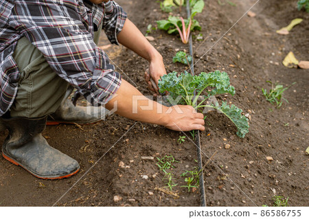 Gardening concept a young male gardener taking care of a vegetable by shoveling the soil around the plant 86586755