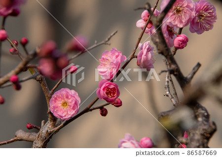 Okayama City, Okayama Prefecture, Three Great Gardens of Japan, Okayama Korakuen's Red Plum 86587669
