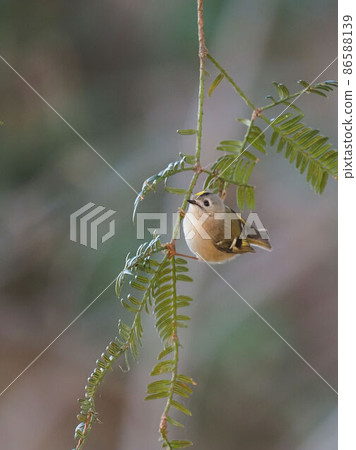 停在 Kaya 的 Goldcrest 86588139