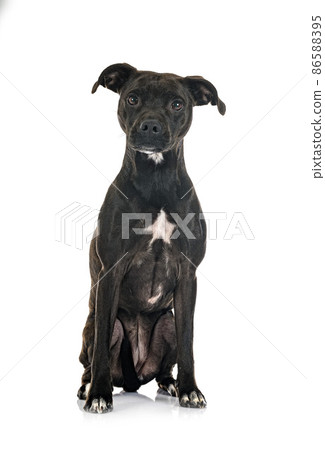 staffordshire bull terrier bastard staffordshire bull terrier bastard 86588395