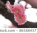 日本春天梅花 86588437