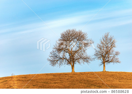 Two Bare Trees on Brown Meadow in Winter - Lessinia Plateau Veneto Italy 86588628