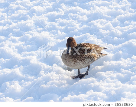 Winter bird migratory bird duck Winter bird migratory bird duck 86588680
