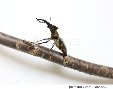 Miyama stag beetle Miyama stag beetle 86588728
