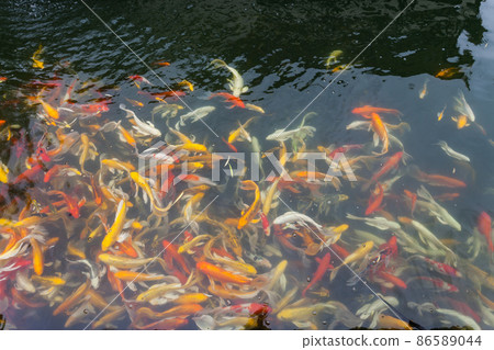 Koi in the pond Koi in the pond 86589044