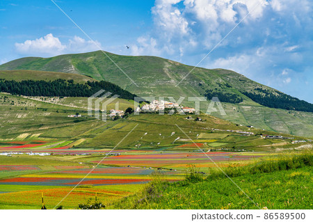 Lentil flowering with poppies and cornflowers in Castelluccio di Norcia, Italy 86589500