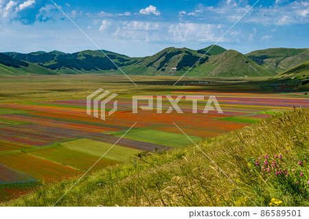 Lentil flowering with poppies and cornflowers in Castelluccio di Norcia, Italy Lentil flowering with poppies and cornflowers in Castelluccio di Norcia, Italy 86589501