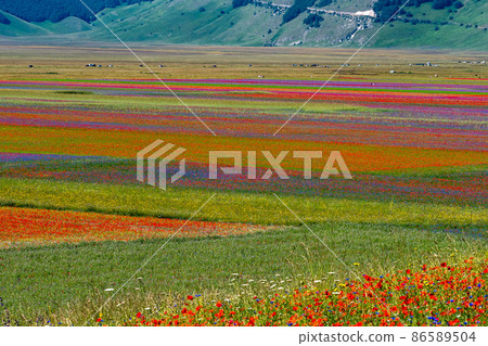 Lentil flowering with poppies and cornflowers in Castelluccio di Norcia, Italy Lentil flowering with poppies and cornflowers in Castelluccio di Norcia, Italy 86589504