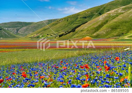 Lentil flowering with poppies and cornflowers in Castelluccio di Norcia, Italy 86589505