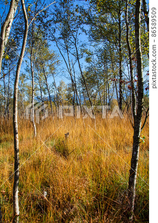Kendlmuehlfilz near Grassau, an upland moor in Southern Bavaria, Germany Kendlmuehlfilz near Grassau, an upland moor in Southern Bavaria, Germany 86589509