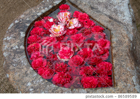 Crimson petals of camellia in Kokushoji, Yakage Town, Okayama Prefecture 86589589