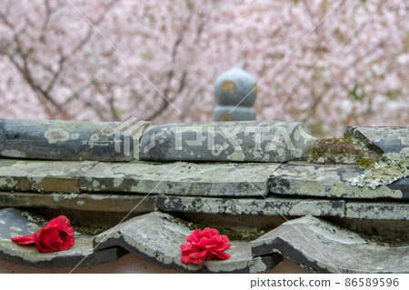 岡山縣矢影町國勝寺，山茶花和櫻花 86589596