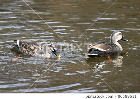 Cargamo Cargamo 86589611