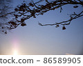 Sunrise and branches 86589905
