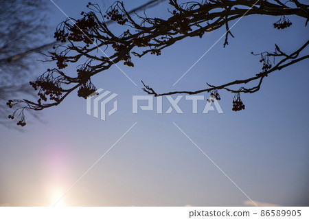 Sunrise and branches Sunrise and branches 86589905