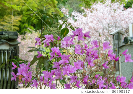 Kokushoji Temple, Yakage Town, Okayama Prefecture Azaleas and Sakura Kokushoji Temple, Yakage Town, Okayama Prefecture Azaleas and Sakura 86590117