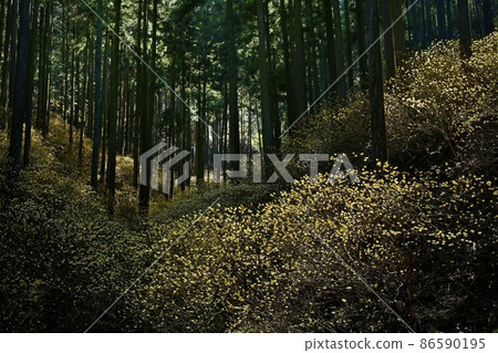 Motegi-cho Yakimoriyama flowering Mitsumata colony Motegi-cho Yakimoriyama flowering Mitsumata colony 86590195