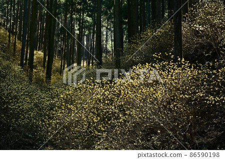 Motegi-cho Yakimoriyama flowering Mitsumata colony 86590198