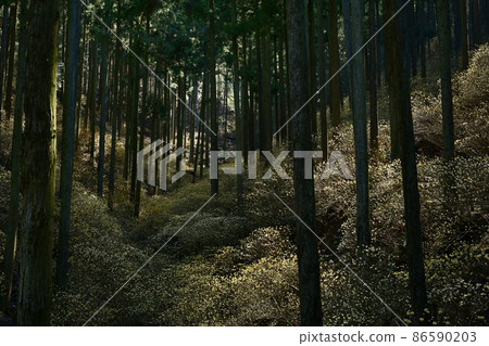 茂木町烤森山開花的三俁殖民地 86590203