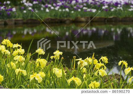 An iris of Sagamihara Park An iris of Sagamihara Park 86590270