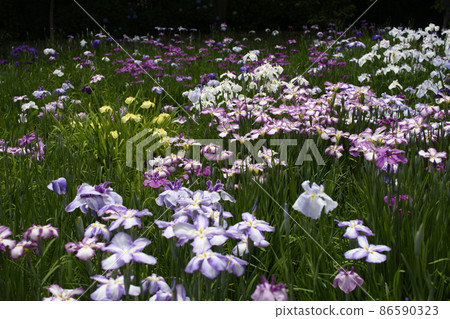 相模原公園的虹膜 86590323