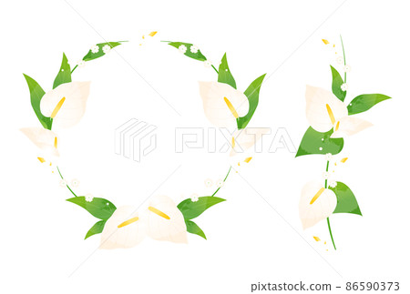 紅掌 紅掌 86590373