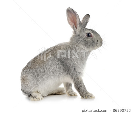 rabbit Gris de Touraine 86590733