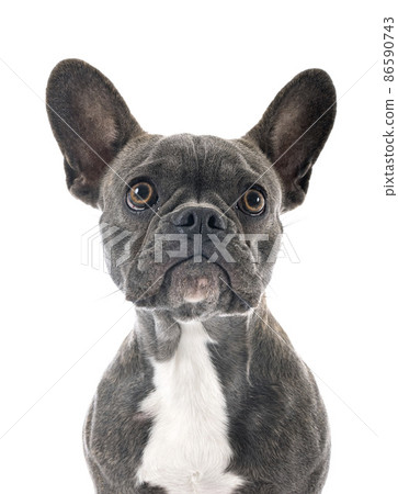 french bulldog in studio 86590743