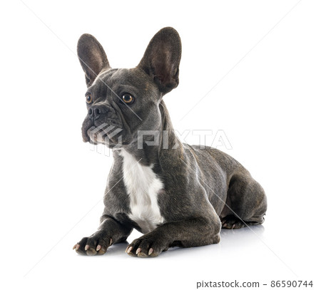 french bulldog in studio 86590744