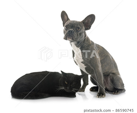 french bulldog and cat 86590745