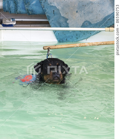 young rottweiler and hydrotherapy 86590753