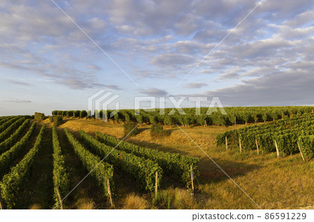 Vineyard near Montsoreau, Pays de la Loire, France Vineyard near Montsoreau, Pays de la Loire, France 86591229