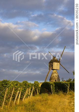 Windmill of La Tranchee and vineyard near Montsoreau, Pays de la Loire, France 86591230
