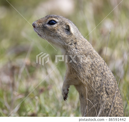 Ground squirrel colony, national natural monuments Radouc, Mlada Boleslav, Czech Republic Ground squirrel colony, national natural monuments Radouc, Mlada Boleslav, Czech Republic 86591442