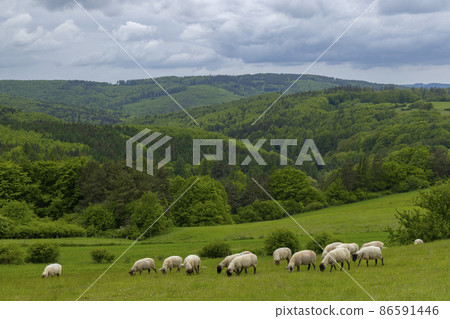 Spring landscape with white sheep in White Carpathians, Czech Republic Spring landscape with white sheep in White Carpathians, Czech Republic 86591446