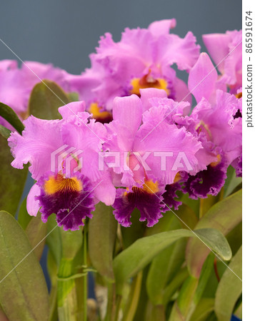 西部蘭花花卡特蘭 86591674