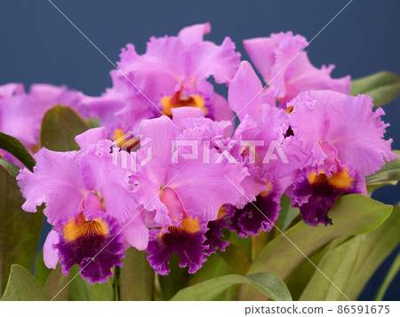 Western orchid flower cattleya Western orchid flower cattleya 86591675