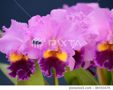 西部蘭花花卡特蘭 86591676