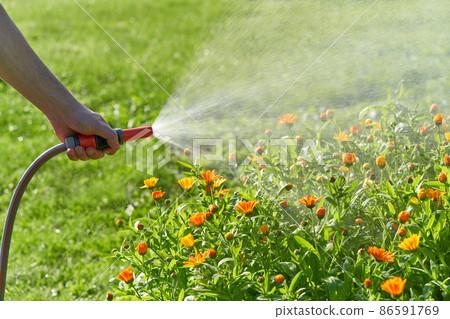 unrecognizable person waters flowers and plants with hose in home garden 86591769