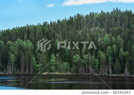 Majestic forest and picturesque river northern scenic environment Karelia Majestic forest and picturesque river northern scenic environment Karelia 86591841