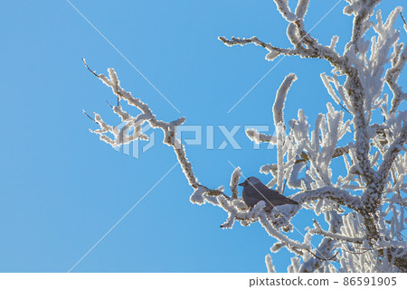 Jackdaw - Coloeus monedula on a frosty branches at winter Jackdaw - Coloeus monedula on a frosty branches at winter 86591905