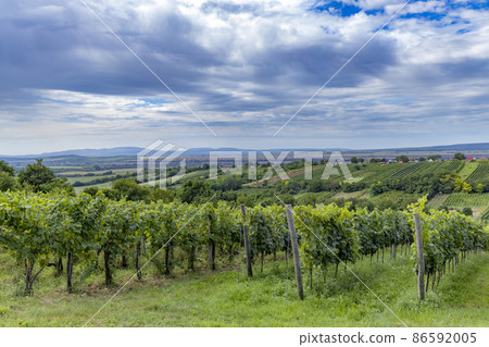 Summer vineyard nearby Strekov, Southern Slovakia Summer vineyard nearby Strekov, Southern Slovakia 86592005