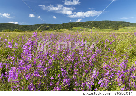 Blooming meadow in Tokaj region, Northern Hungary Blooming meadow in Tokaj region, Northern Hungary 86592014
